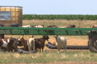 romania ar putea sa primeasca pana pe 24 octombrie 11 milioane de doze de vaccin pentru ovine si caprine a anuntat comisia europeana 6ad779f1cef65