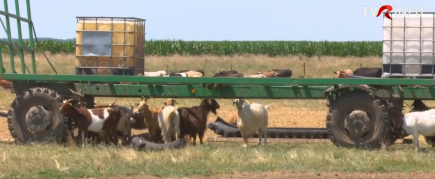romania ar putea sa primeasca pana pe 24 octombrie 11 milioane de doze de vaccin pentru ovine si caprine a anuntat comisia europeana 6ad779f1cef65