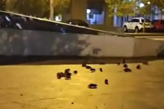 sobolani in centrul bucurestiului ce masuri a luat primarul ciucu 6acf4ab14fd67