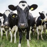 sprijin pentru producatorii de lapte ecologic certificat senatul a votat pentru acordarea unui ajutor de minims pe o perioada de trei ani 6adfb75e6ab13