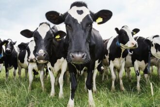 sprijin pentru producatorii de lapte ecologic certificat senatul a votat pentru acordarea unui ajutor de minims pe o perioada de trei ani 6adfb75e6ab13