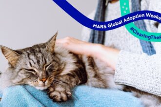 tehnologia in ajutorul animalelor a fost lansata o platforma dedicata adoptiei animalelor de companie 6abe50ceddd10