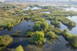 tururi ghidate gratuite pentru familii in parcul natural vacaresti azi 6ad306e078707